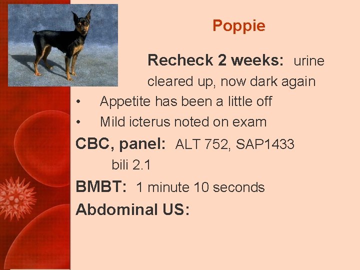 Poppie Recheck 2 weeks: urine • • cleared up, now dark again Appetite has