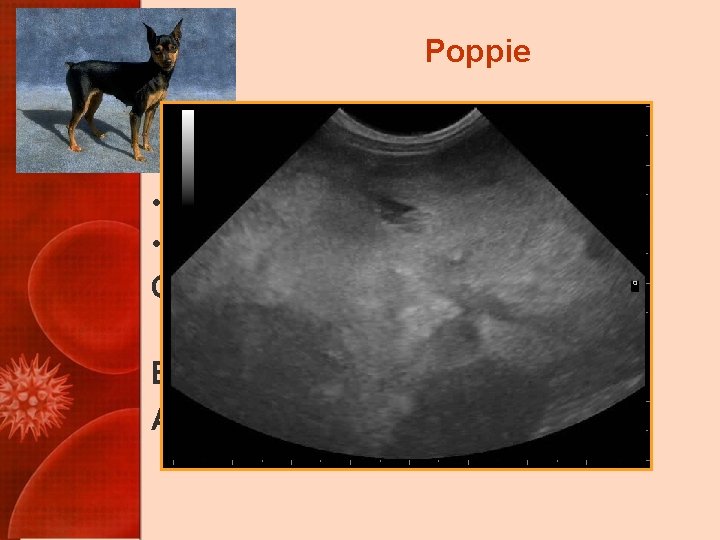 Poppie Recheck 2 weeks: urine • • cleared up, now dark again Appetite has