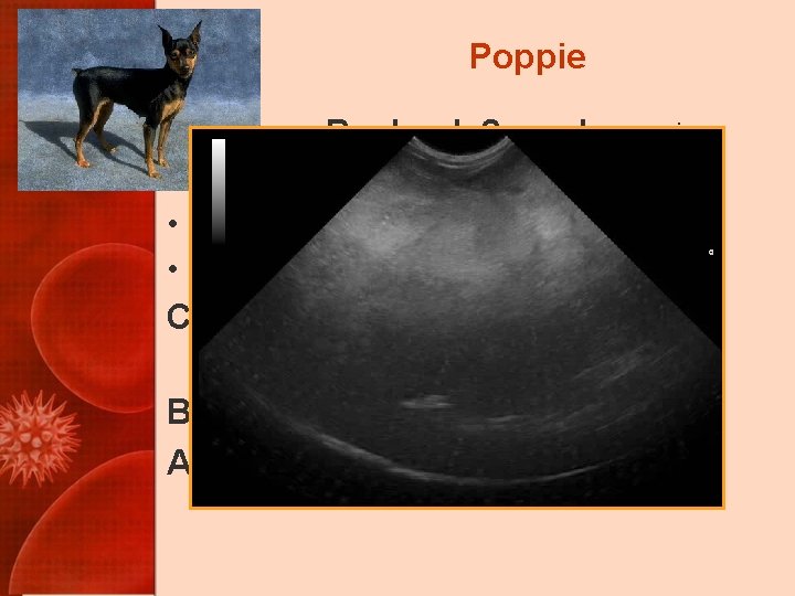 Poppie Recheck 2 weeks: urine • • cleared up, now dark again Appetite has