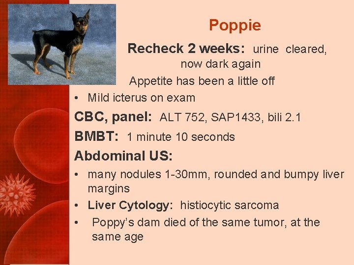 Poppie Recheck 2 weeks: urine cleared, now dark again Appetite has been a little