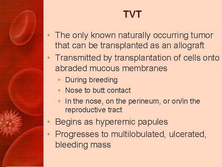 TVT • The only known naturally occurring tumor that can be transplanted as an