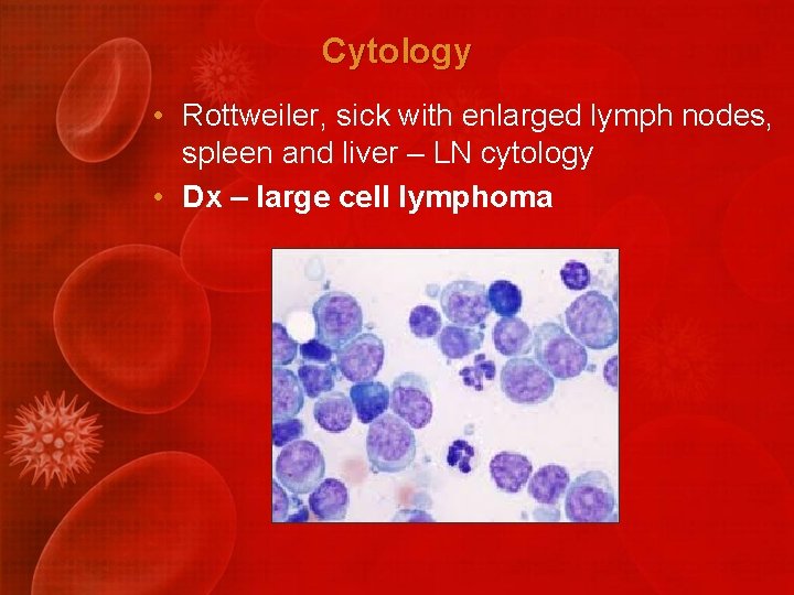 Cytology • Rottweiler, sick with enlarged lymph nodes, spleen and liver – LN cytology