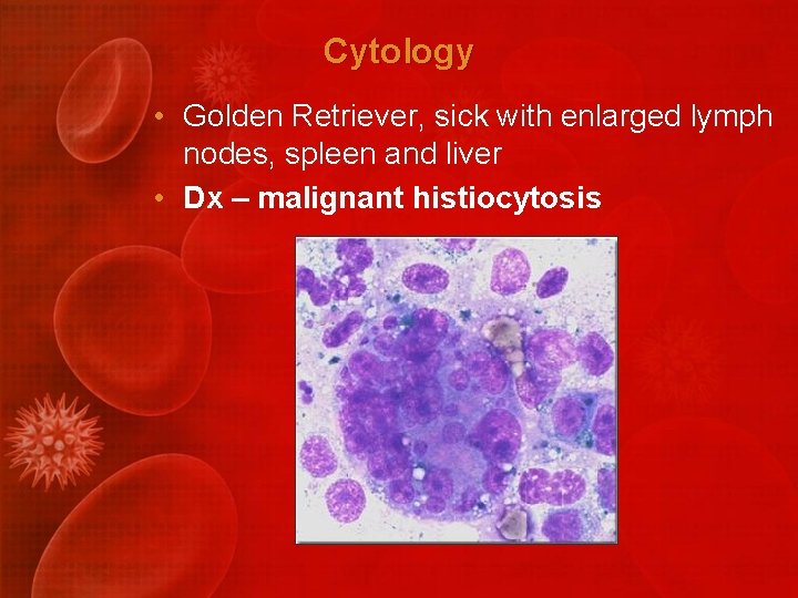 Cytology • Golden Retriever, sick with enlarged lymph nodes, spleen and liver • Dx