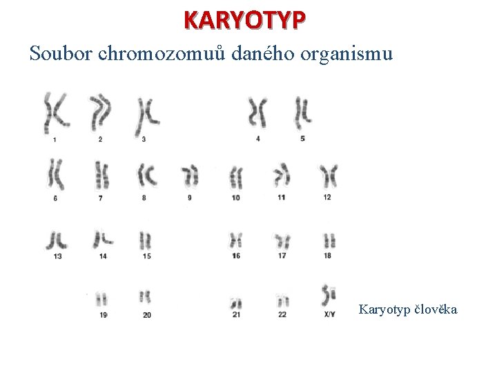 KARYOTYP Soubor chromozomuů daného organismu Karyotyp člověka 