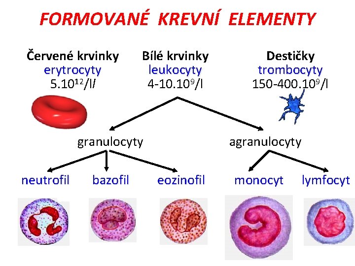 FORMOVANÉ KREVNÍ ELEMENTY Červené krvinky erytrocyty 5. 1012/ll Bílé krvinky leukocyty 4 -10. 109/l