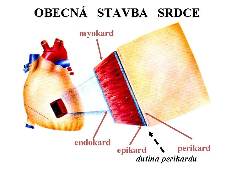 OBECNÁ STAVBA SRDCE myokard endokard perikard epikard dutina perikardu 