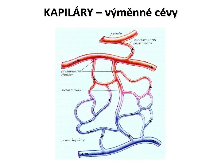 KAPILÁRY – výměnné cévy 