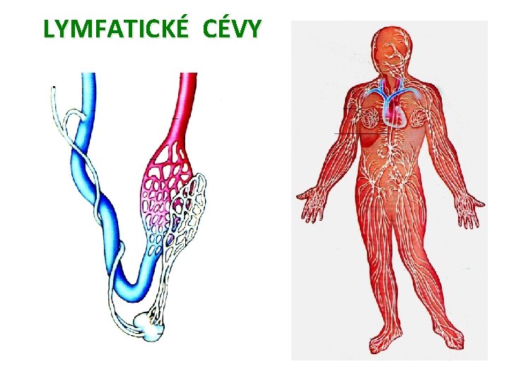 LYMFATICKÉ CÉVY 