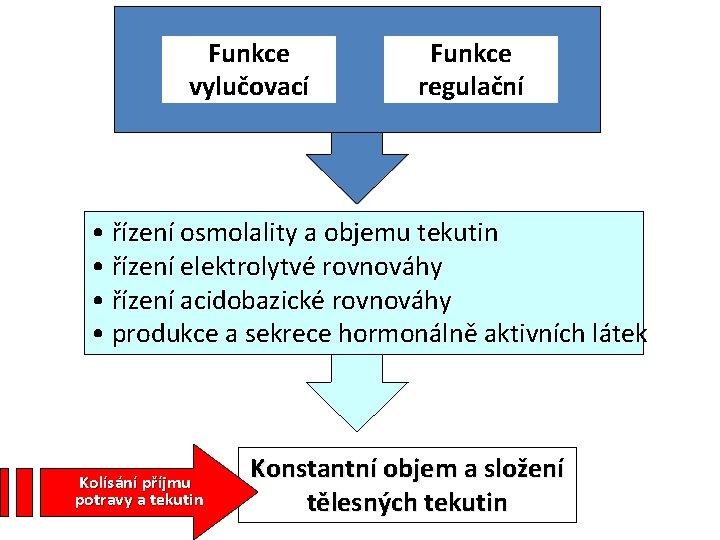 Funkce vylučovací Funkce regulační • řízení osmolality a objemu tekutin • řízení elektrolytvé rovnováhy