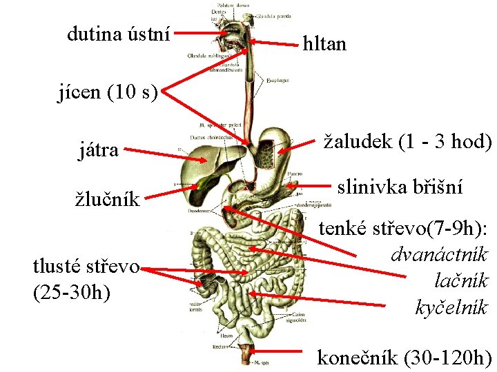 dutina ústní hltan jícen (10 s) játra žlučník tlusté střevo (25 -30 h) žaludek