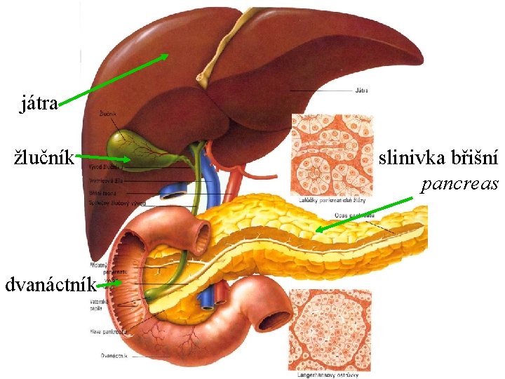 játra žlučník dvanáctník slinivka břišní pancreas 