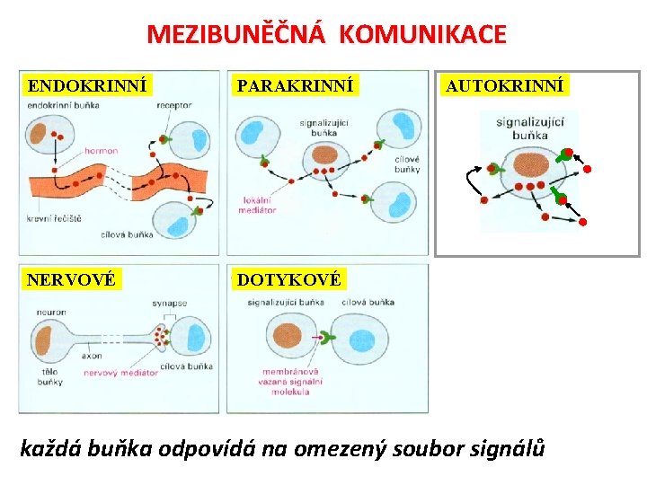 MEZIBUNĚČNÁ KOMUNIKACE ENDOKRINNÍ PARAKRINNÍ NERVOVÉ DOTYKOVÉ AUTOKRINNÍ každá buňka odpovídá na omezený soubor signálů