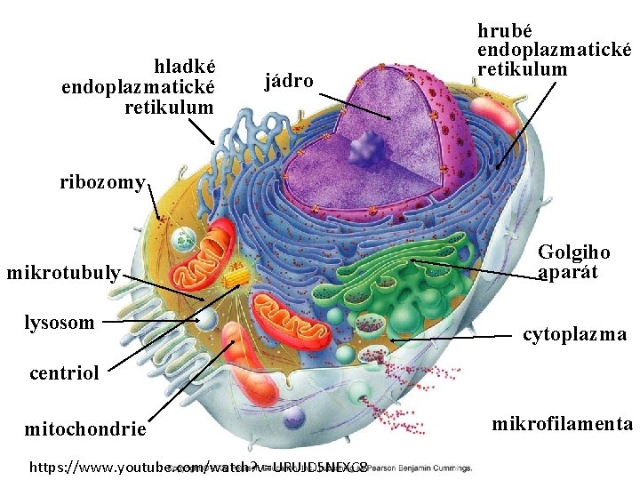 hladké endoplazmatické retikulum jádro hrubé endoplazmatické retikulum ribozomy mikrotubuly lysosom Golgiho aparát cytoplazma centriol