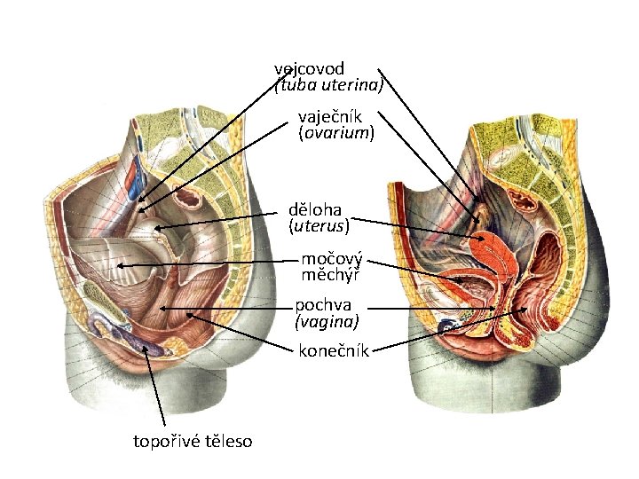 vejcovod (tuba uterina) vaječník (ovarium) děloha (uterus) močový měchýř pochva (vagina) konečník topořivé těleso