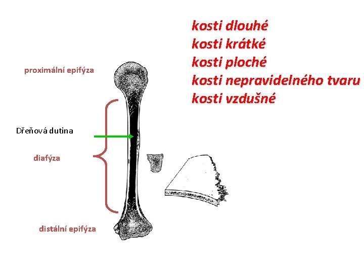 proximální epifýza Dřeňová dutina diafýza distální epifýza kosti dlouhé kosti krátké kosti ploché kosti