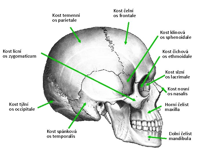 Kost temenní os parietale Kost čelní os frontale Kost klínová os sphenoidale Kost lícní