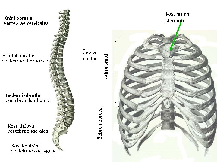 Kost hrudní sternum Hrudní obratle vertebrae thoracicae Žebra costae Žebra pravá Krční obratle vertebrae