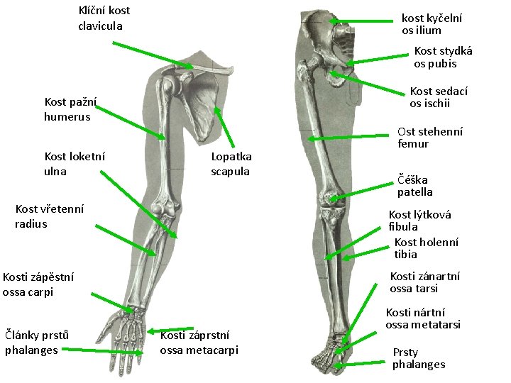 Klíční kost clavicula kost kyčelní os ilium Kost stydká os pubis Kost sedací os