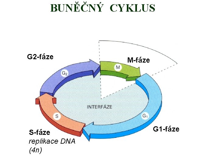 BUNĚČNÝ CYKLUS G 2 -fáze S-fáze replikace DNA (4 n) M-fáze G 1 -fáze