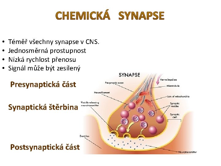 CHEMICKÁ SYNAPSE • • Téměř všechny synapse v CNS. Jednosměrná prostupnost Nízká rychlost přenosu