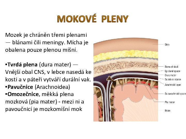 MOKOVÉ PLENY Mozek je chráněn třemi plenami — blánami čili meningy. Mícha je obalena