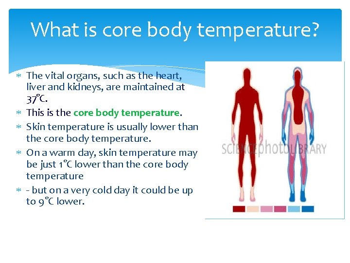 What is core body temperature? The vital organs, such as the heart, liver and