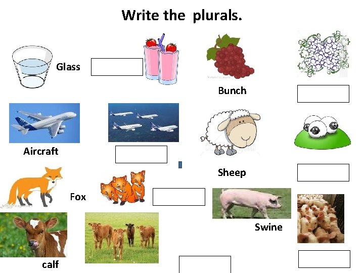 Write the plurals. Glass Bunch Aircraft Sheep Fox Swine calf 
