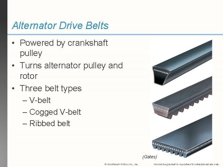 Alternator Drive Belts • Powered by crankshaft pulley • Turns alternator pulley and rotor