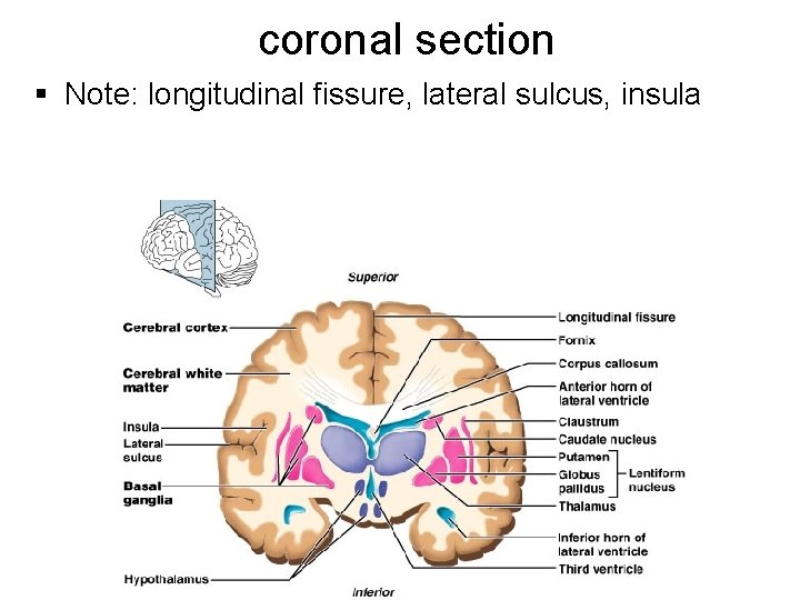 coronal section § Note: longitudinal fissure, lateral sulcus, insula 