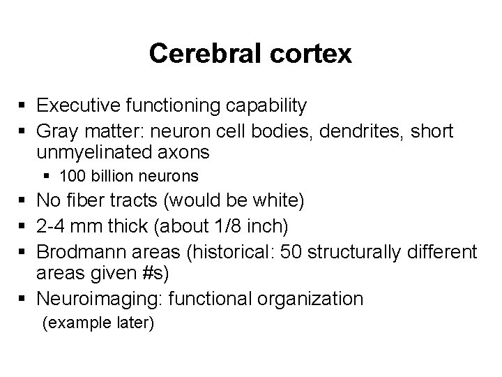 Cerebral cortex § Executive functioning capability § Gray matter: neuron cell bodies, dendrites, short