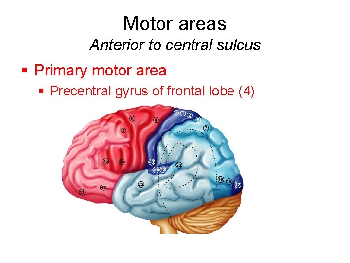 Motor areas Anterior to central sulcus § Primary motor area § Precentral gyrus of