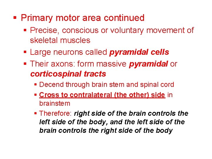 § Primary motor area continued § Precise, conscious or voluntary movement of skeletal muscles