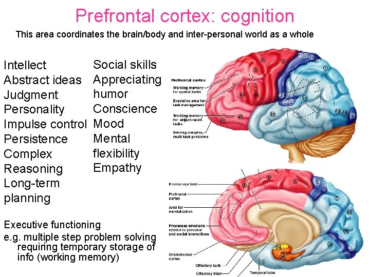 Prefrontal cortex: cognition This area coordinates the brain/body and inter-personal world as a whole