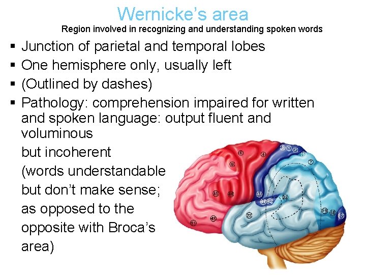 Wernicke’s area Region involved in recognizing and understanding spoken words § § Junction of