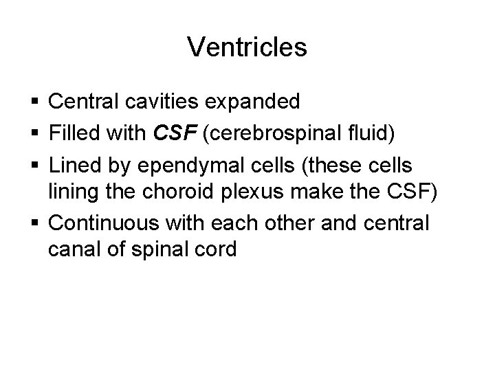 Ventricles § Central cavities expanded § Filled with CSF (cerebrospinal fluid) § Lined by