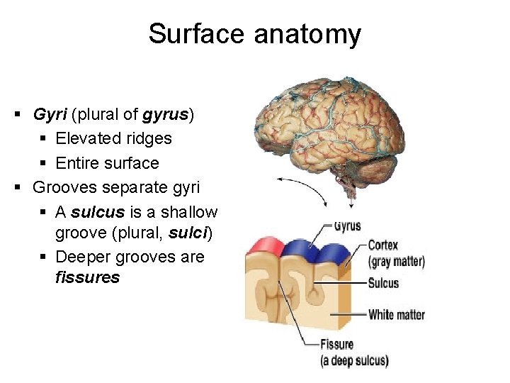 Surface anatomy § Gyri (plural of gyrus) § Elevated ridges § Entire surface §