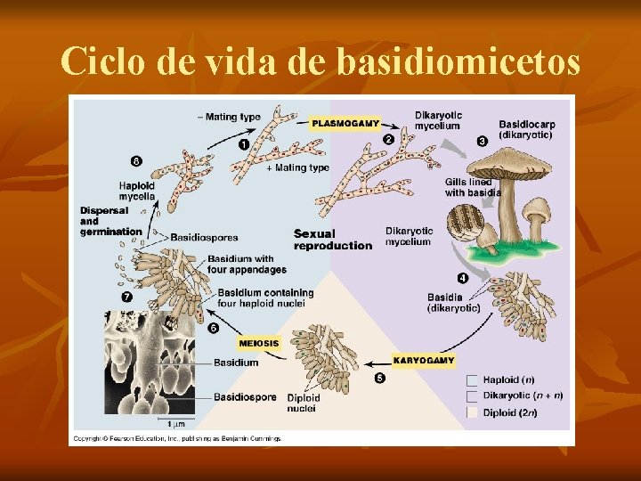 Ciclo de vida de basidiomicetos 