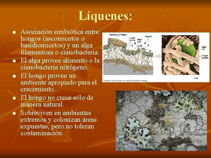 Líquenes: n n n Asociación simbiótica entre hongos (ascomicetos o basidiomicetos) y un alga