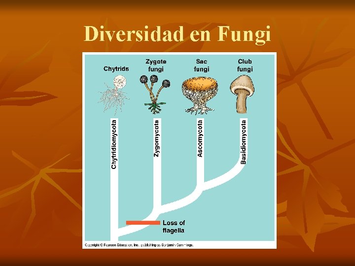 Diversidad en Fungi 