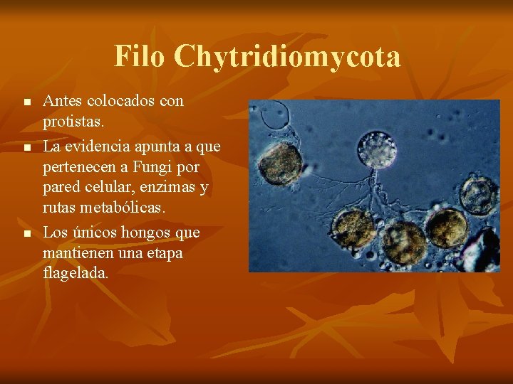 Filo Chytridiomycota n n n Antes colocados con protistas. La evidencia apunta a que
