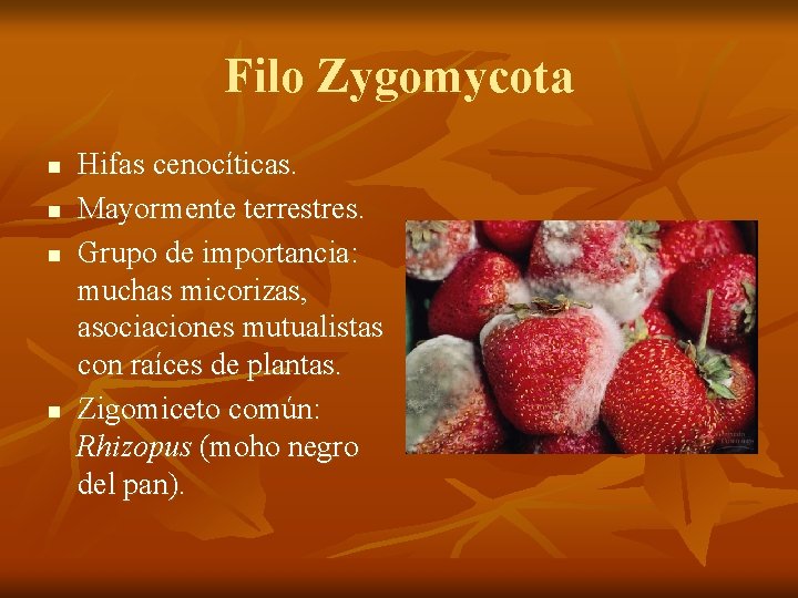 Filo Zygomycota n n Hifas cenocíticas. Mayormente terrestres. Grupo de importancia: muchas micorizas, asociaciones