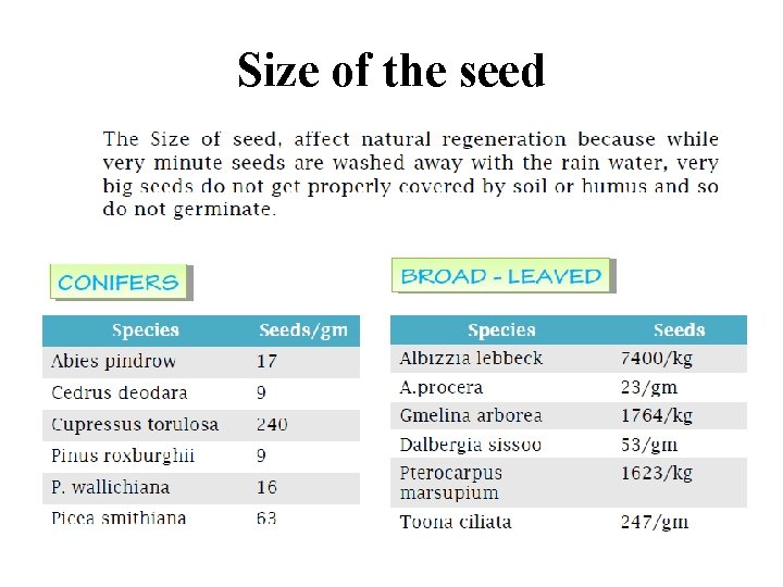 Size of the seed 
