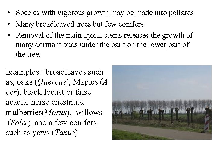  • Species with vigorous growth may be made into pollards. • Many broadleaved