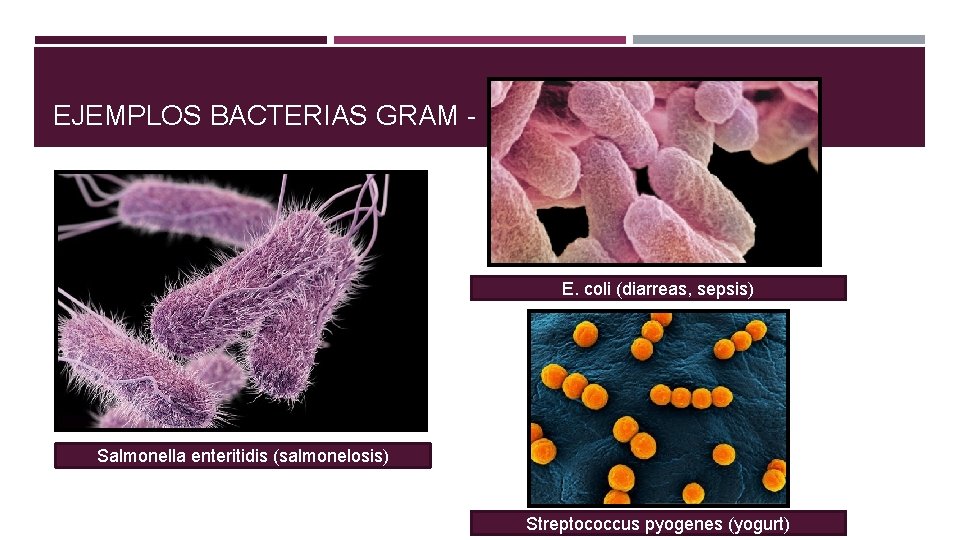 EJEMPLOS BACTERIAS GRAM - E. coli (diarreas, sepsis) Salmonella enteritidis (salmonelosis) Streptococcus pyogenes (yogurt)