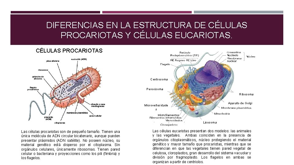 DIFERENCIAS EN LA ESTRUCTURA DE CÉLULAS PROCARIOTAS Y CÉLULAS EUCARIOTAS. CÉLULAS PROCARIOTAS Centrosoma Peroxisoma