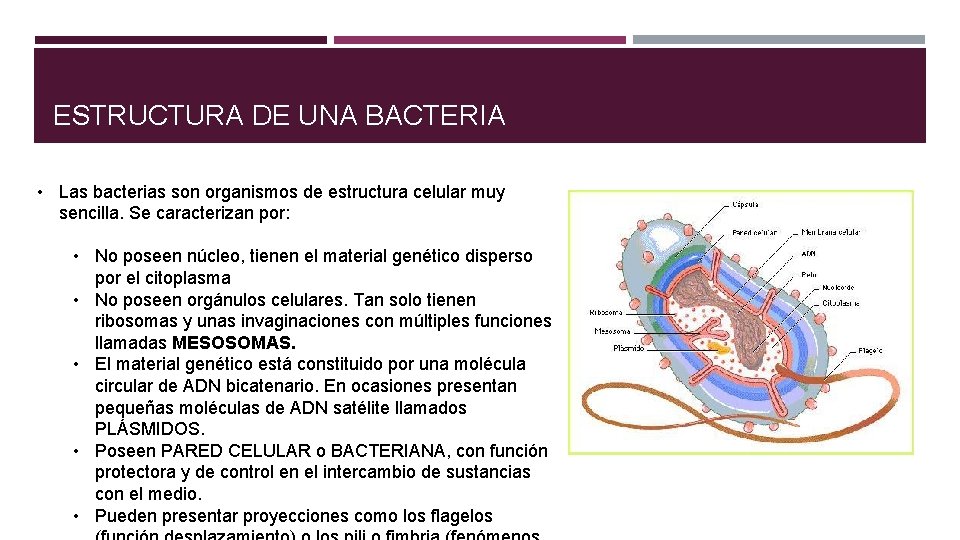 ESTRUCTURA DE UNA BACTERIA • Las bacterias son organismos de estructura celular muy sencilla.