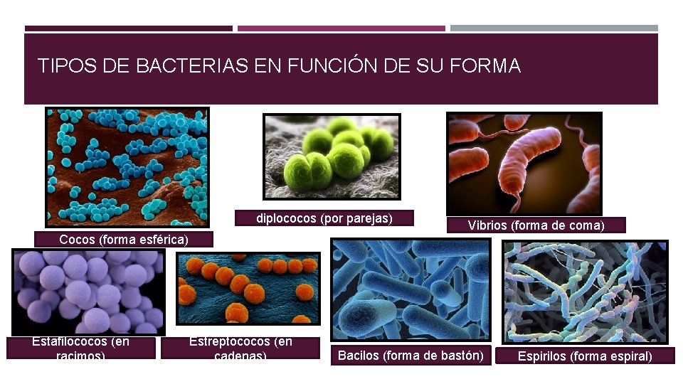 TIPOS DE BACTERIAS EN FUNCIÓN DE SU FORMA diplococos (por parejas) Cocos (forma esférica)