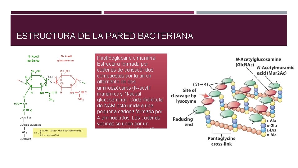 ESTRUCTURA DE LA PARED BACTERIANA Peptidoglucano o mureína. Estructura formada por cadenas de polisacáridos