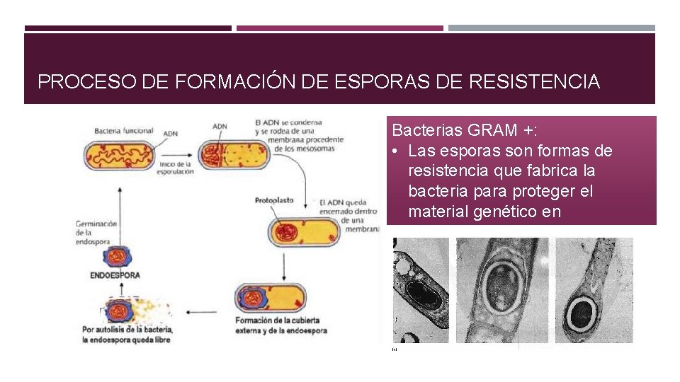 PROCESO DE FORMACIÓN DE ESPORAS DE RESISTENCIA Bacterias GRAM +: • Las esporas son