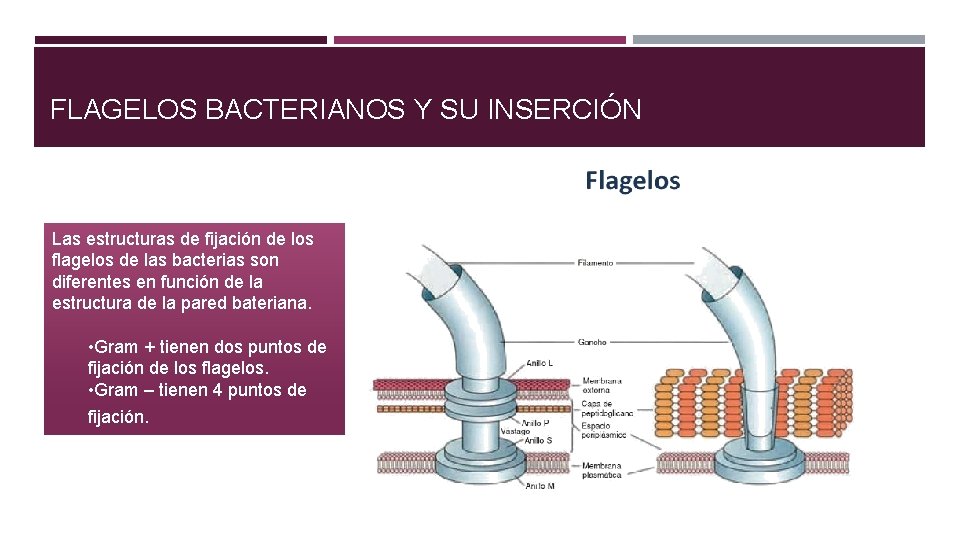 FLAGELOS BACTERIANOS Y SU INSERCIÓN Las estructuras de fijación de los flagelos de las